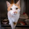 adoptable Cat in Marcus Hook, PA named Luke (FCID# 06/17/2024 - 69 Trainer)