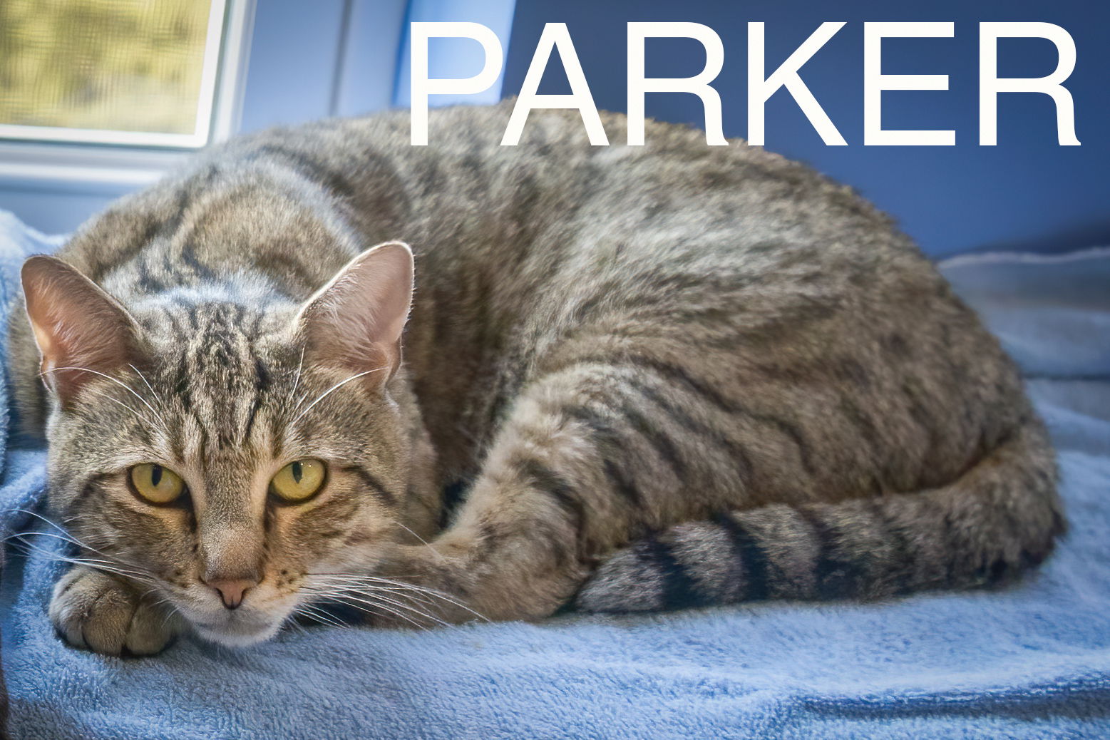 adoptable Cat in Marcus Hook, PA named Parker (FCID# 06/11/2024 - 29 Trainer) C