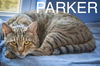 adoptable Cat in Marcus Hook, PA named Parker (FCID# 06/11/2024 - 29 Trainer) C