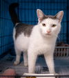 adoptable Cat in Marcus Hook, PA named Bonkers (FCID# 06/18/2024 - 1 Trainer)