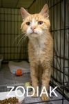 adoptable Cat in Marcus Hook, PA named Zodiak (FCID# 06/19/2024 - 9 Trainer) SN food