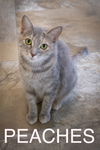 adoptable Cat in Marcus Hook, PA named Peaches (FCID# 6/19/2024 - 8 Trainer)