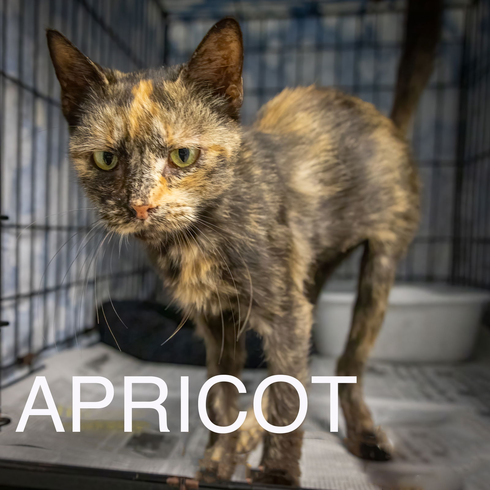 adoptable Cat in Marcus Hook, PA named Apricot (FCID# 06/19/2024 - 15 Trainer)