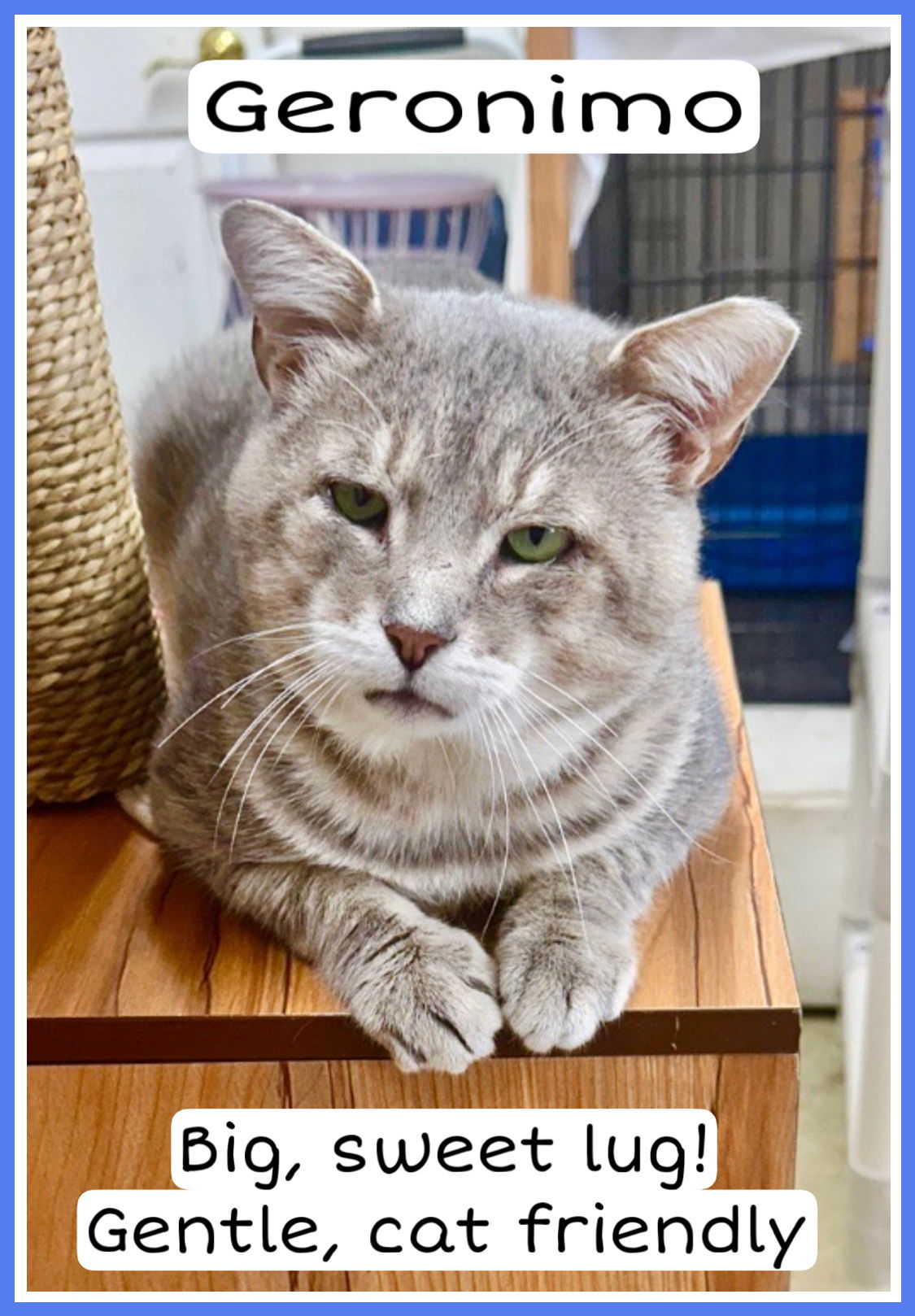 adoptable Cat in Willow Grove, PA named Geronimo, Willow Grove PA (FCID 05/29/2024-84)