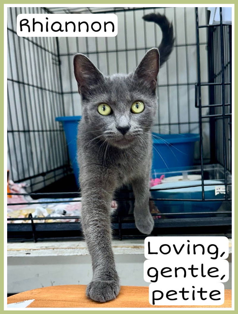 adoptable Cat in Willow Grove, PA named Rhiannon, Willow Grove (FCID 7/2/24-176)