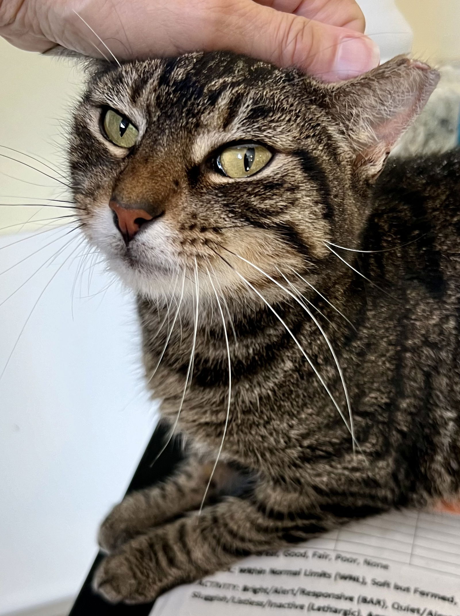 adoptable Cat in Marcus Hook, PA named Bertha (FCID# 06/12/2024 - 2 Trainer)