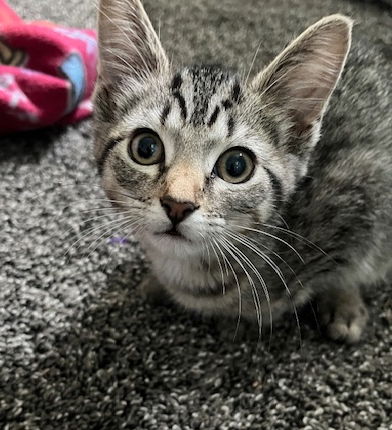 adoptable Cat in Newark, DE named Ivy (FCID# 06/05/2024 - 509 Christiana PS)