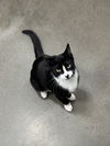 adoptable Cat in Wilmington, DE named Baker (FCID# 06/25/2024 - 51