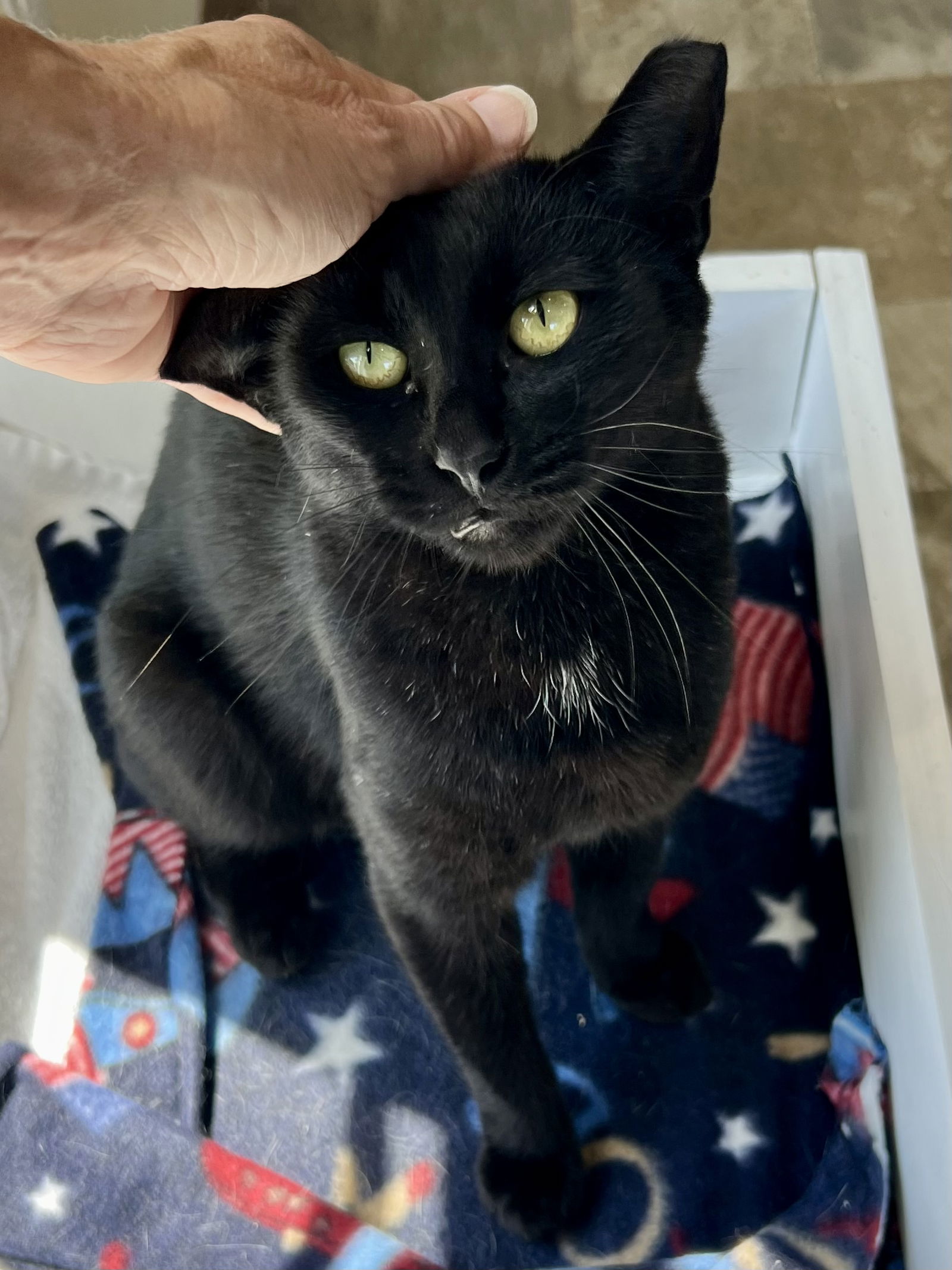 adoptable Cat in Marcus Hook, PA named Solar (FCID# 5/30/2024 - 4 Trainer)