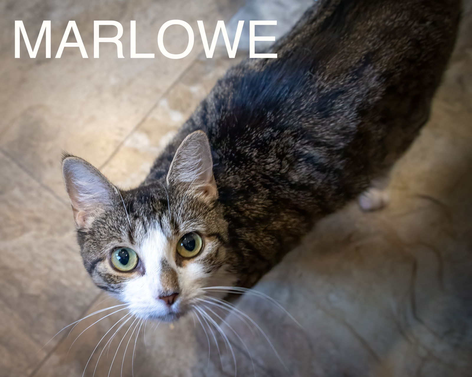 adoptable Cat in Marcus Hook, PA named Marlowe (FCID# 06/20/2024 - 73 Trainer)