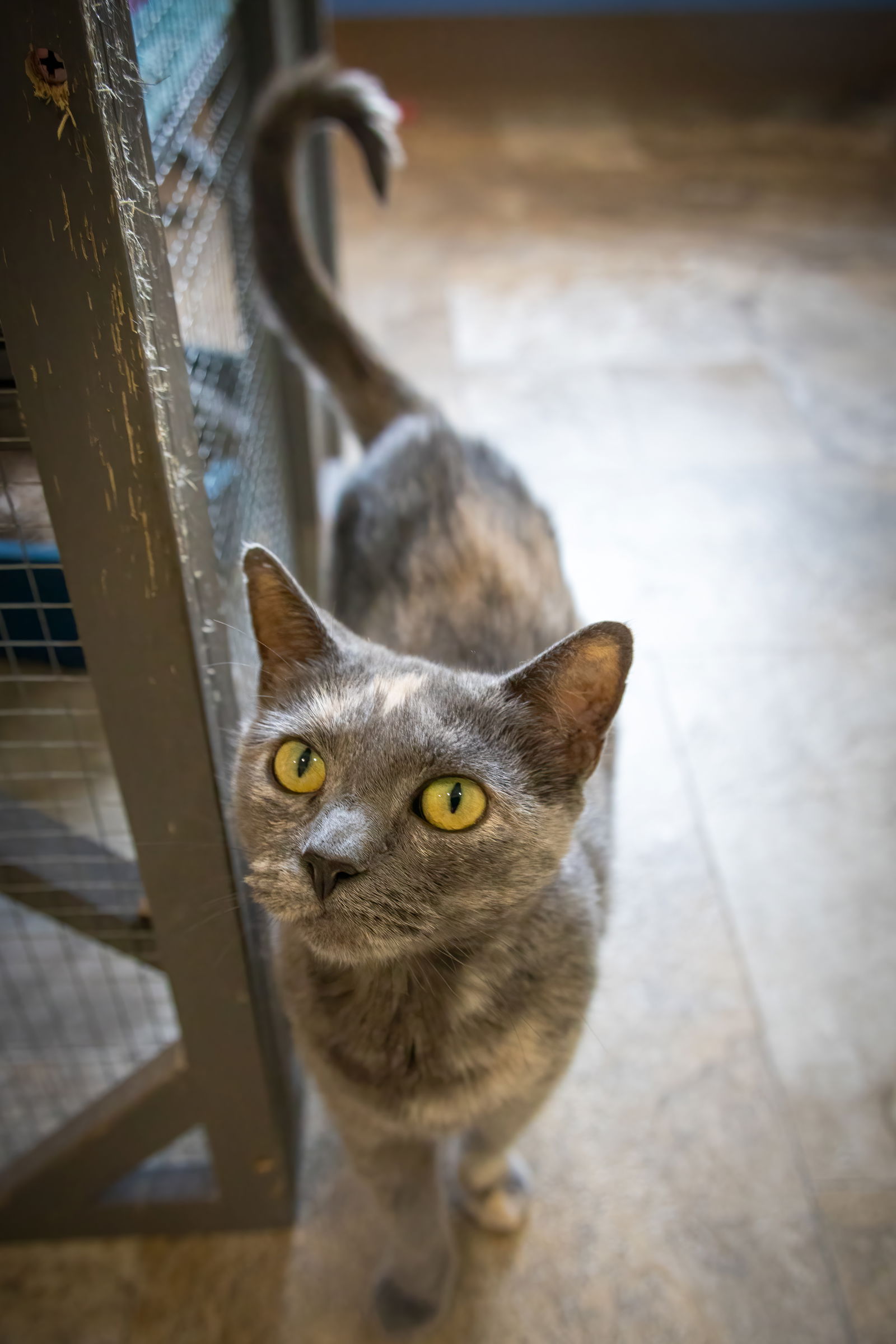 adoptable Cat in Wilmington, DE named Sally Ann (FCID# 07/01/2024 - 42 Brandywine PS)