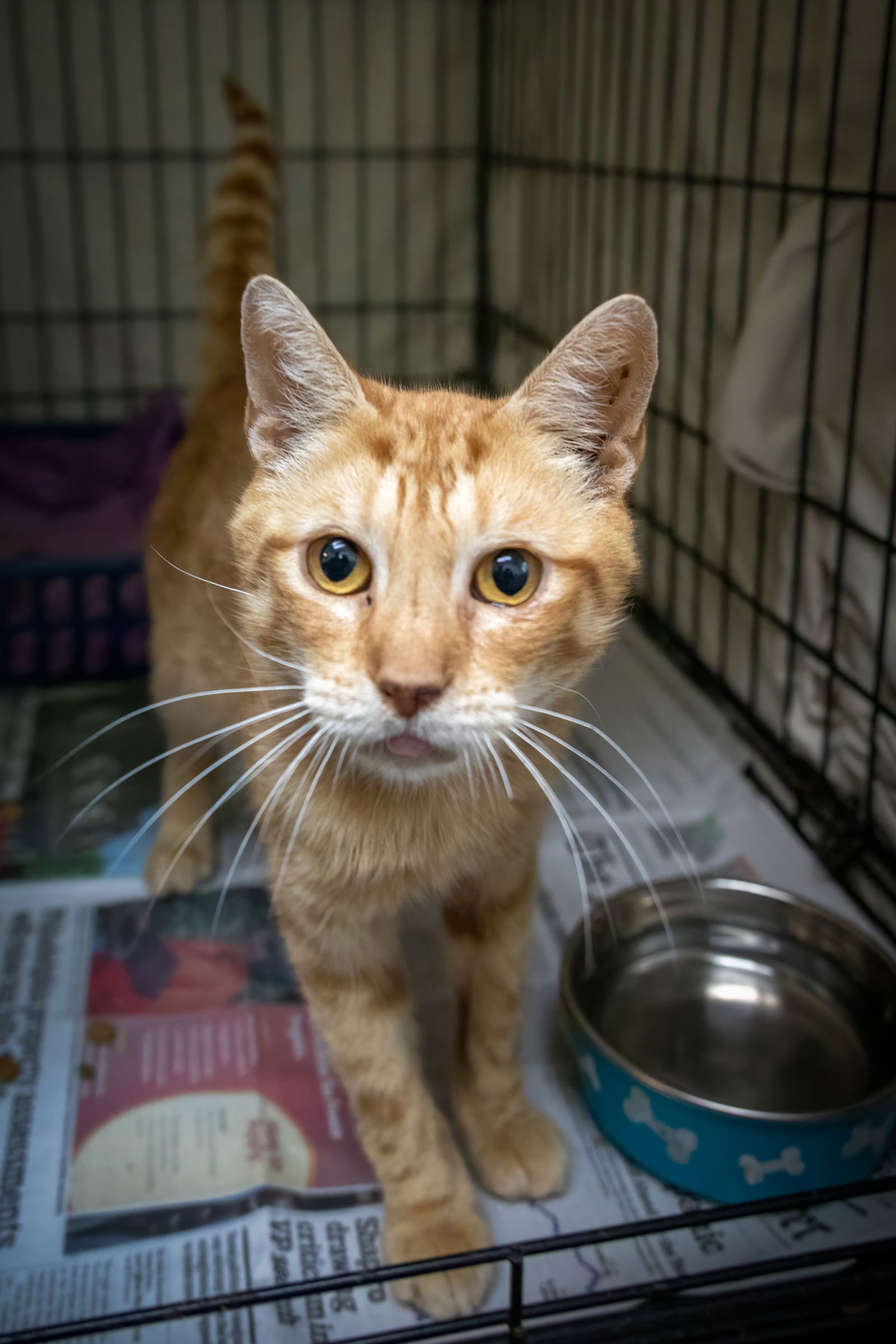 adoptable Cat in Marcus Hook, PA named Julius (FCID# 07/10/2024 -4 Trainer)