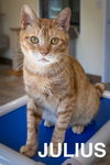 adoptable Cat in Marcus Hook, PA named Julius (FCID# 07/10/2024 - 4 Trainer) C, SN meds