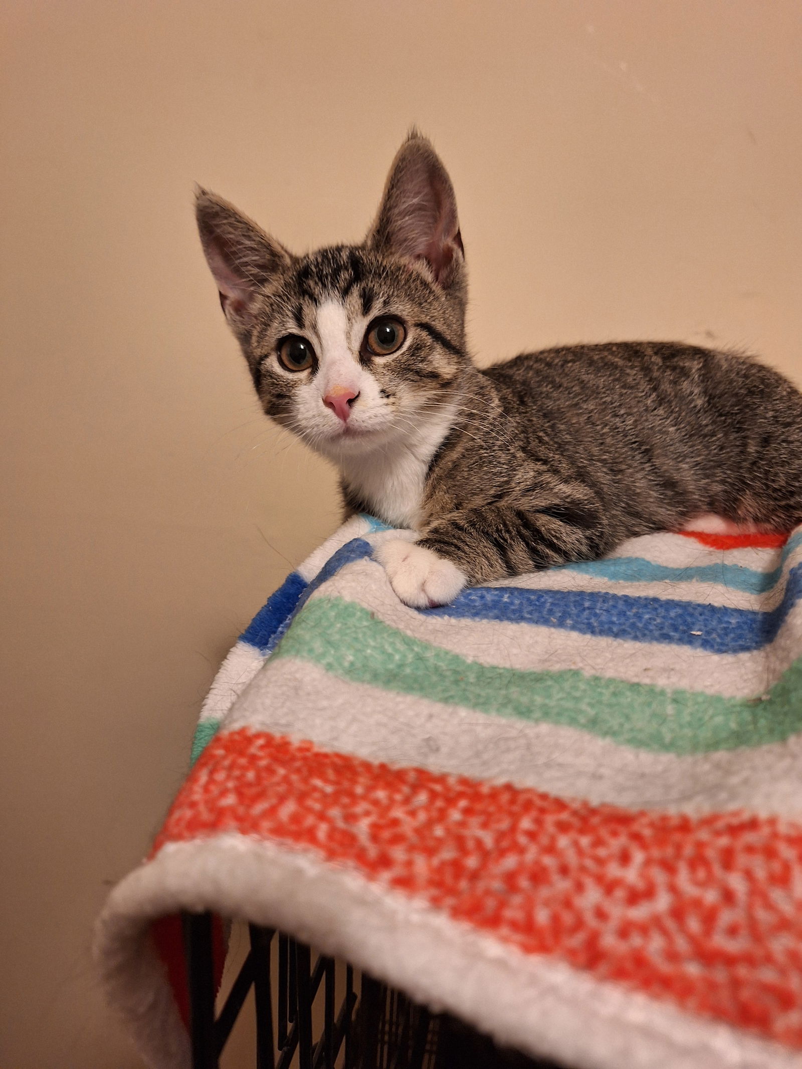 adoptable Cat in Millsboro, DE named Elena (FCID# 06/12/2024 - 12 Millsboro PetSmart) C