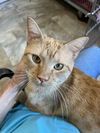 adoptable Cat in Marcus Hook, PA named King (FCID# 07/29/2024 - 76 Trainer)