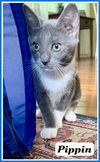 adoptable Cat in Willow Grove, PA named Pippin, Willow Grove area (FCID 7/16/2024-138)