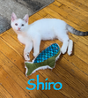 adoptable Cat in Willow Grove, PA named Shiro, Willow Grove Area (FCID 7/25/2024-110)