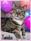 adoptable Cat in Willow Grove, PA named Twinkie, Willow Grove area 05/22/2024 - 36 C
