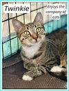 adoptable Cat in Willow Grove, PA named Twinkie, Willow Grove PA (FCID 05/22/2024-36)