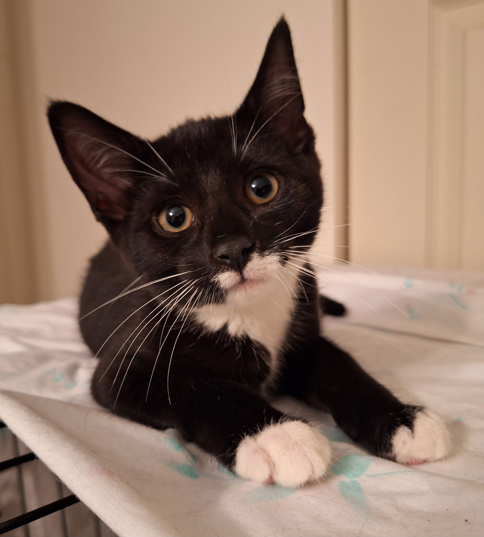 adoptable Cat in Millsboro, DE named Dante (FCID# 06/12/2024 - 13 Millsboro PetSmart) C