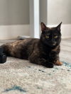 adoptable Cat in Willow Grove, PA named Dahlia, Willow Grove PA (FCID 05/14/2024- 128)