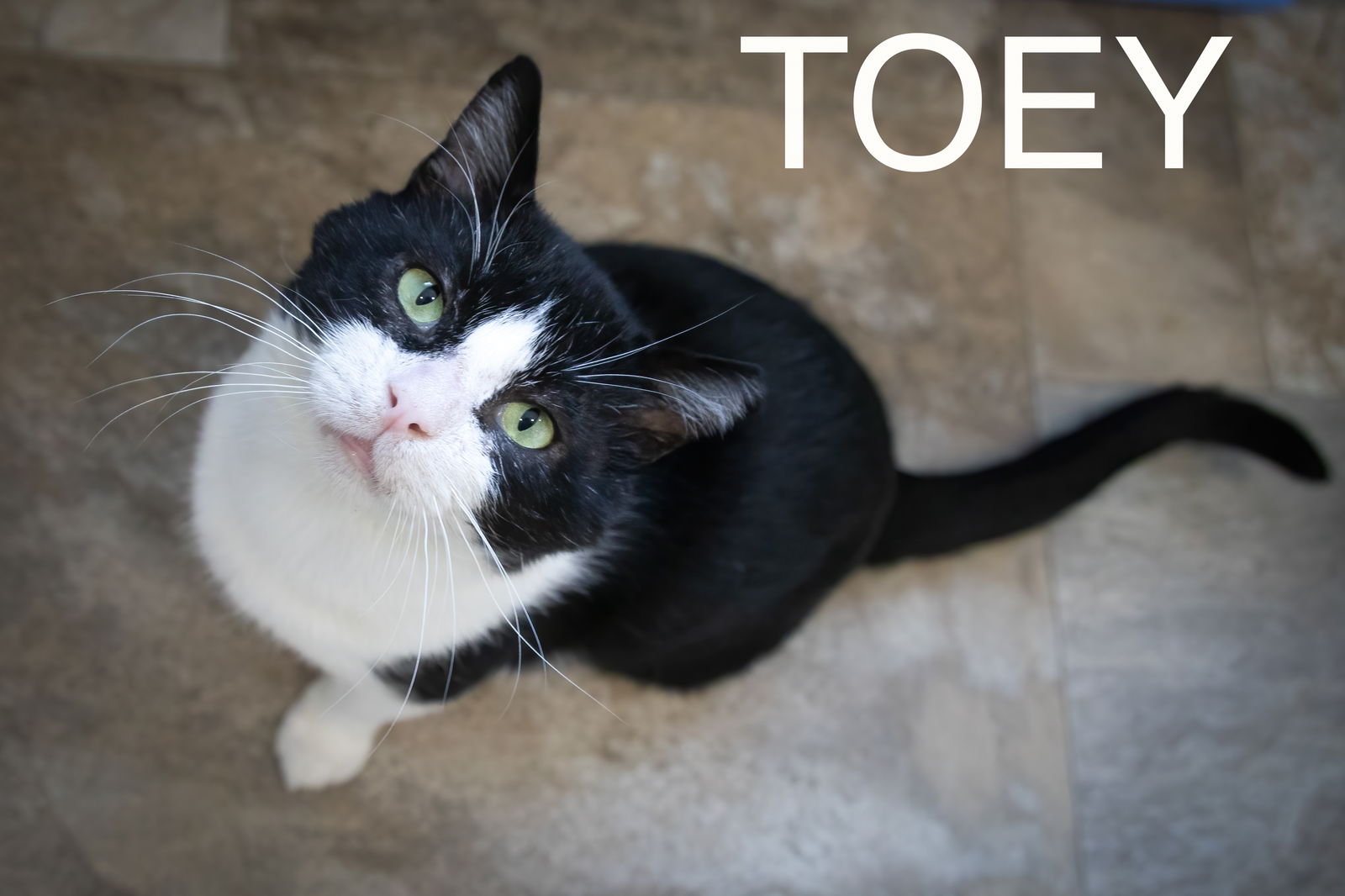 adoptable Cat in Marcus Hook, PA named Toey (FCID# 06/05/2024 - 74 Trainer) C