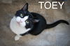 adoptable Cat in , PA named Toey (FCID# 06/05/2024 - 74 Trainer) C