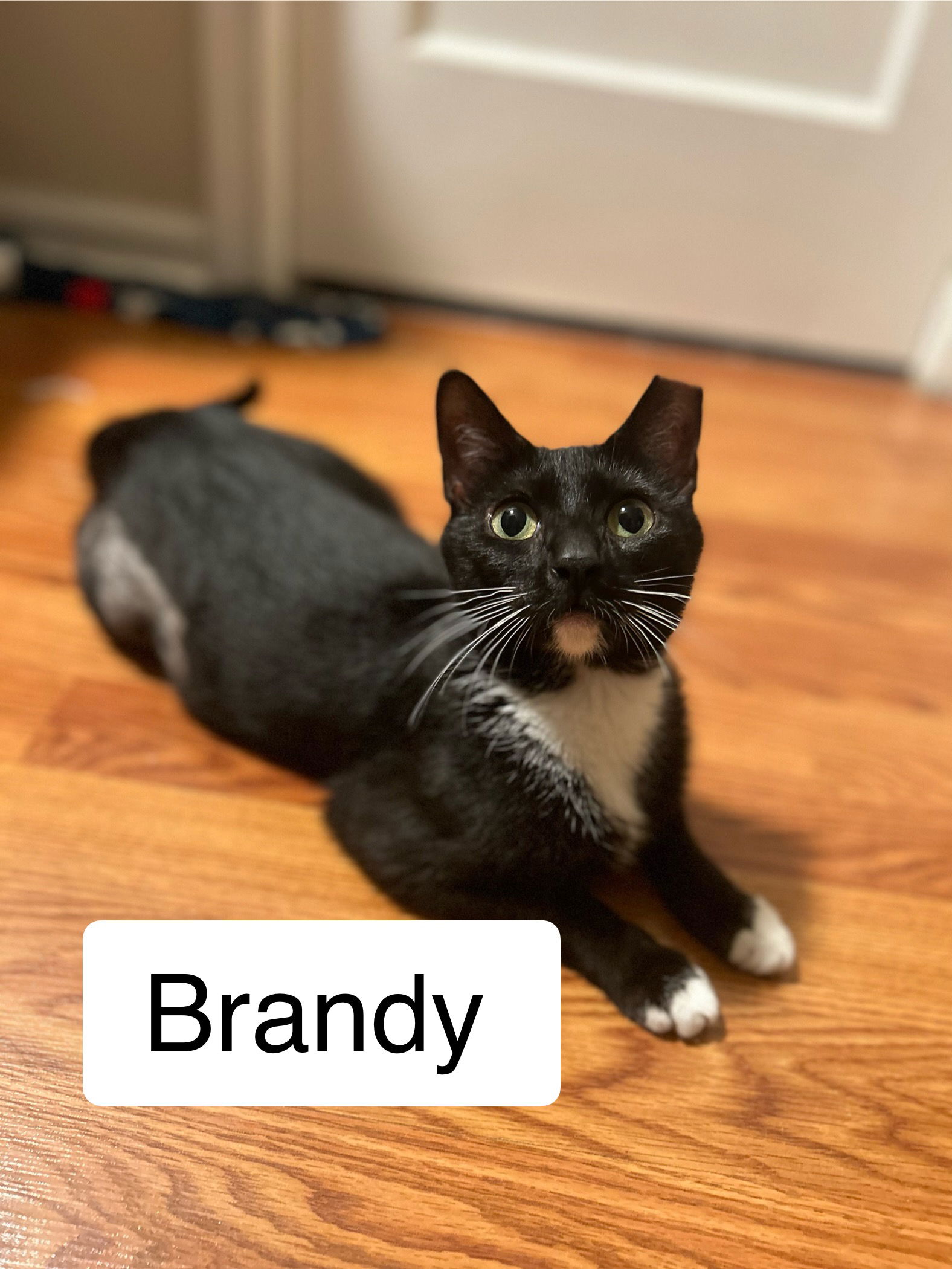 adoptable Cat in Jenkintown, PA named Brandy, Jenkintown PetSmart (FCID 5/21/2024-116)