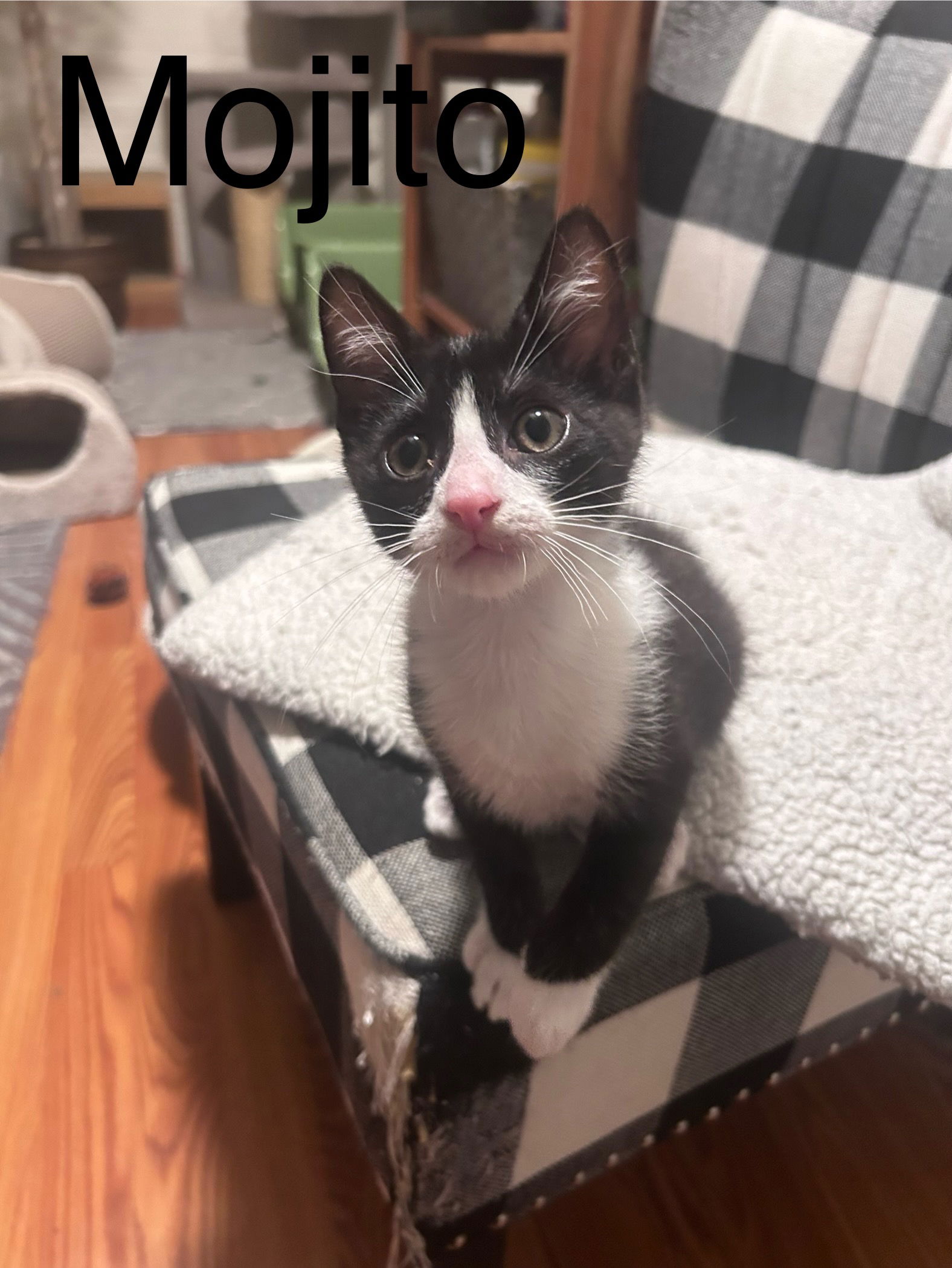 adoptable Cat in Jenkintown, PA named Mojito, Jenkintown PetSmart (FCID 7/30/2024-123)