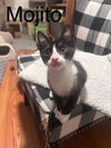 adoptable Cat in , PA named Mojito, Jenkintown PetSmart (FCID 7/30/2024-123)