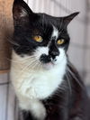 adoptable Cat in Willow Grove, PA named Murzik, Willow Grove PA (FCID 06/26/2024-401)