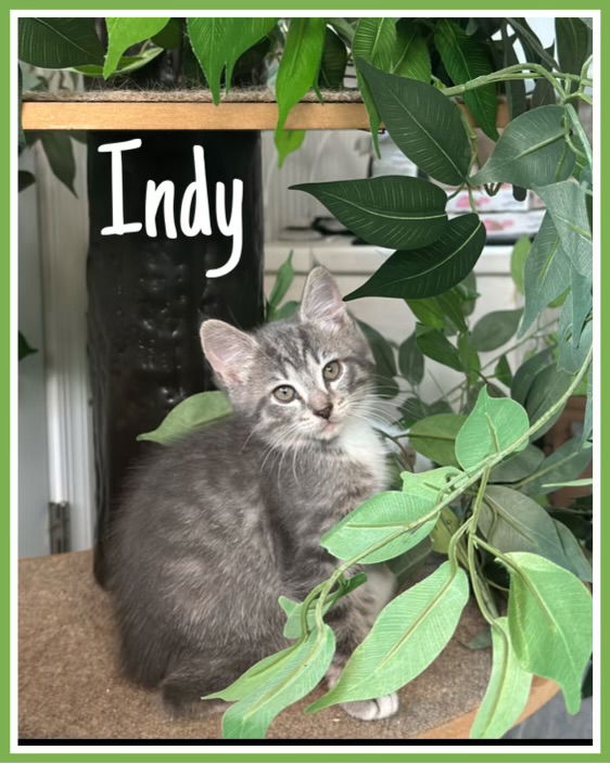 adoptable Cat in Willow Grove, PA named Indy, Willow Grove PetSmart (FCID 08/15/2024-144)