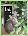 adoptable Cat in , PA named Indy, Willow Grove PetSmart (FCID 08/15/2024-144)