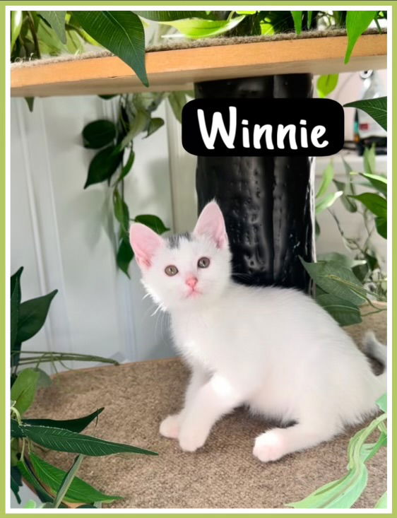 adoptable Cat in Willow Grove, PA named Winnie, Willow Grove PetSmart (FCID 08/15/24-142)