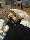 adoptable Cat in , PA named Duty (FCID# 08/03/2024 - 900)