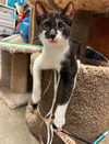 adoptable Cat in , PA named Cosette, Levittown PS (FCID 7/26/2024-102)