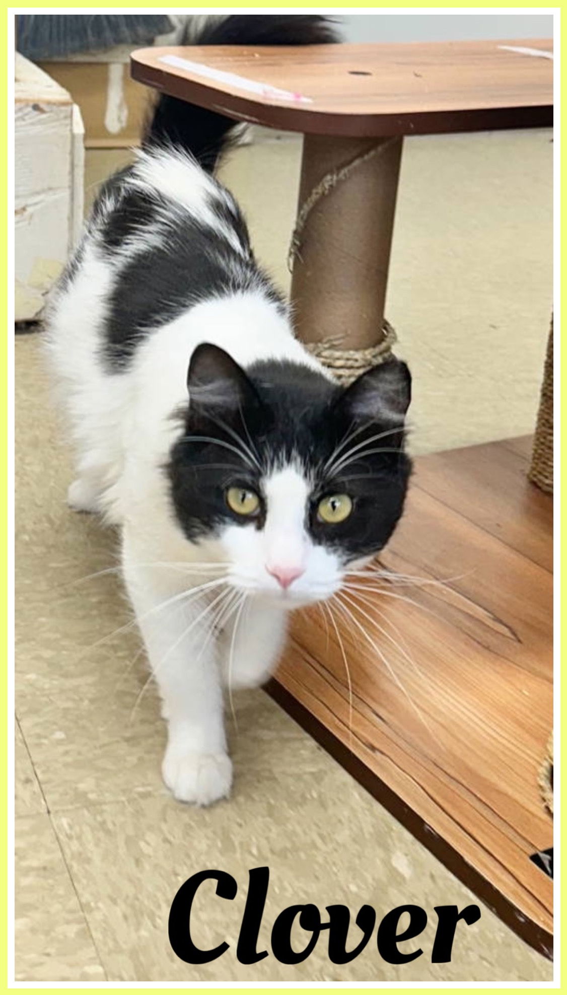 adoptable Cat in Willow Grove, PA named Clover DMH, Willow Grove (FCID 8/1/2024-139)