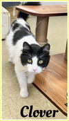 adoptable Cat in , PA named Clover DMH, Willow Grove (FCID 8/1/2024-139)