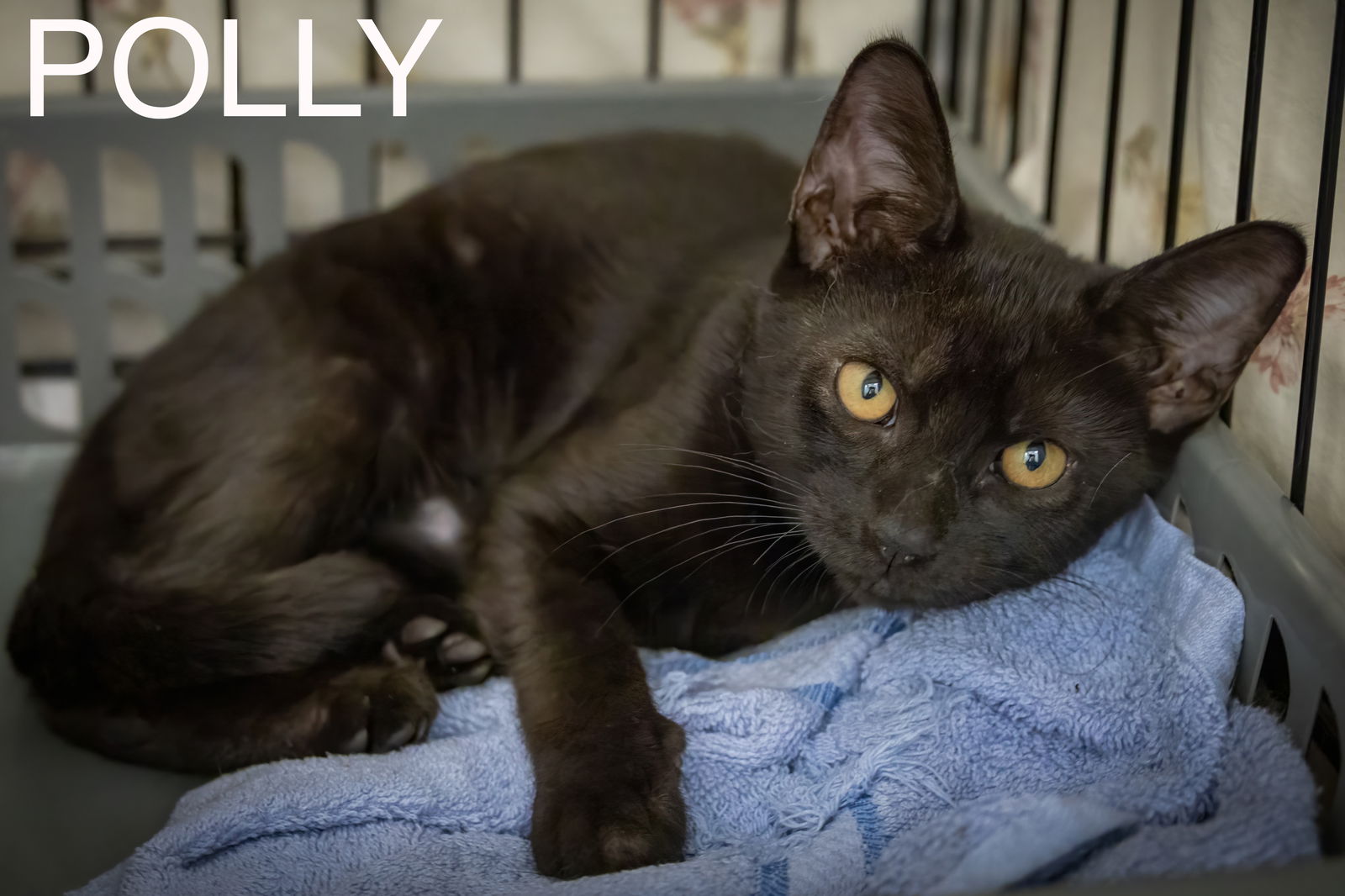 adoptable Cat in Wilmington, DE named Polly (FCID# 07/22/2024 - 11) C