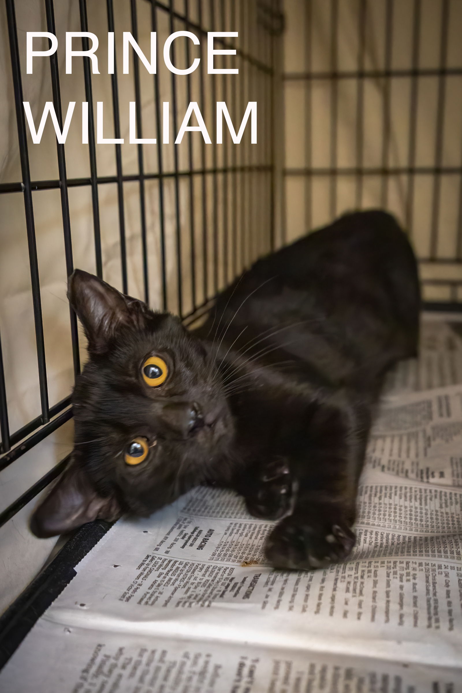 adoptable Cat in Wilmington, DE named Prince William (FCID# 07/22/2024 - 511) C