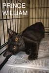 adoptable Cat in , DE named Prince William (FCID# 07/22/2024 - 511) C