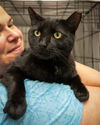 adoptable Cat in , PA named Churchill (FCID# 08/15/2024 - 82 Trainer)