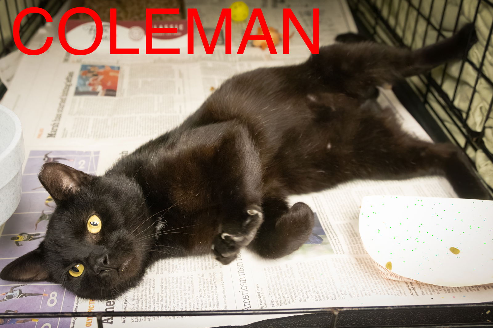 adoptable Cat in Marcus Hook, PA named Colman (FCID# 08/21/2024 - 517 Trainer)