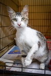 adoptable Cat in , PA named Paige (FCID# 08/20/2024 - 15 Trainer)