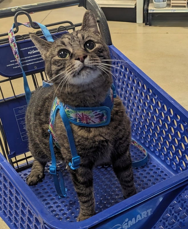 adoptable Cat in Marcus Hook, PA named Spencer (FCID# 08/20/2024 - 16 Trainer) C