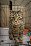 adoptable Cat in , PA named Spencer (FCID# 08/20/2024 - 16 Trainer)