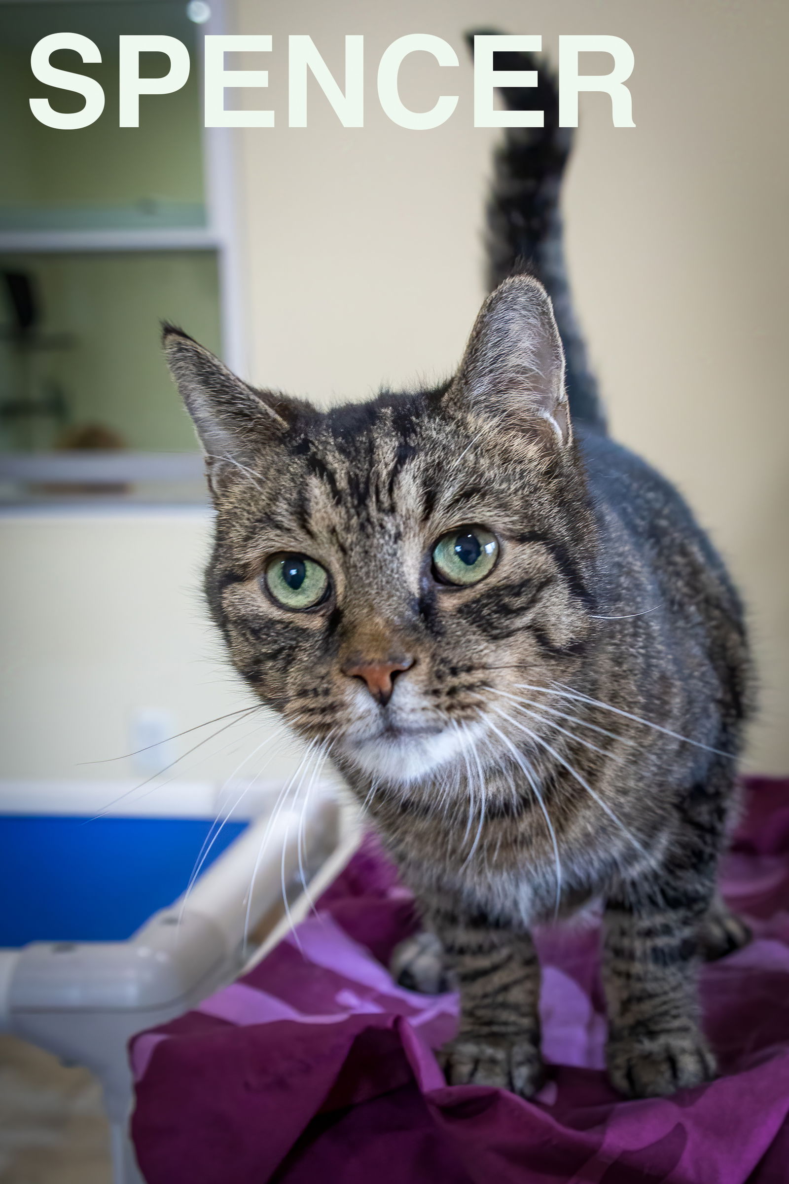 adoptable Cat in Millsboro, DE named Spencer (FCID# 08/20/2024 - 16 Millsboro PS)