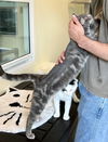 adoptable Cat in , PA named Riff Raff (FCID# 06/25/2024 - 52 Trainer)