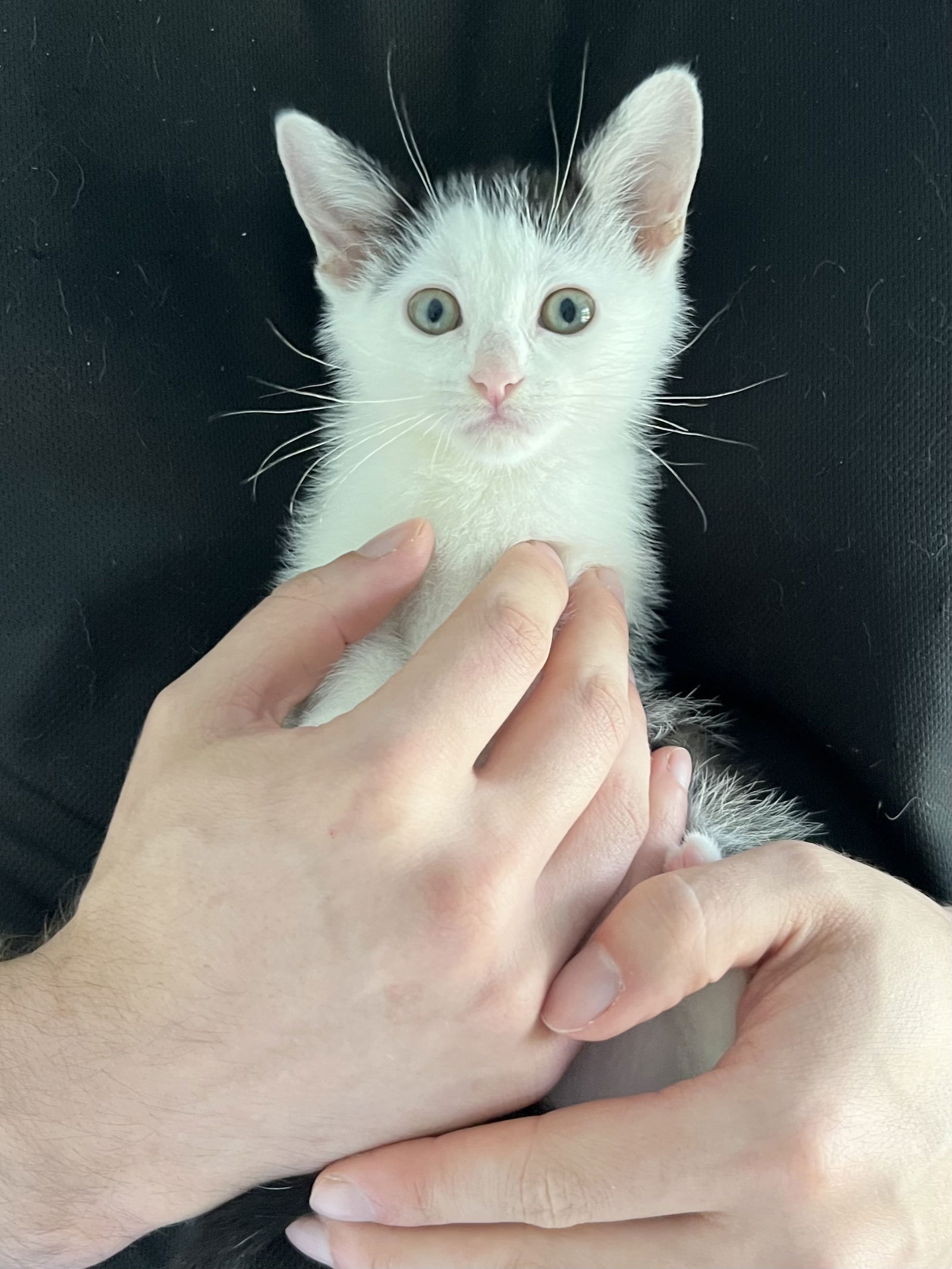 adoptable Cat in Kennett Square, PA named Raylan (FCID# 08/29/2024 - 7) KDC