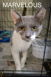 adoptable Cat in Marcus Hook, PA named Marvelous (FCID# 08/26/2024 - 513 Trainer)